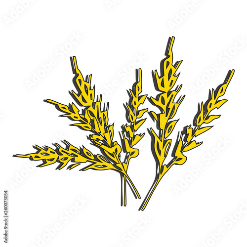 Ears of wheat. Passover, Shavuot. Vector illustration on isolated background.