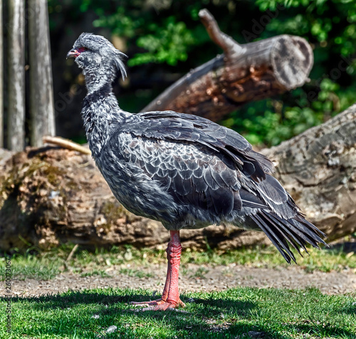 Southern screamer also known as the crested screamer. Latin name - Chauna torquata