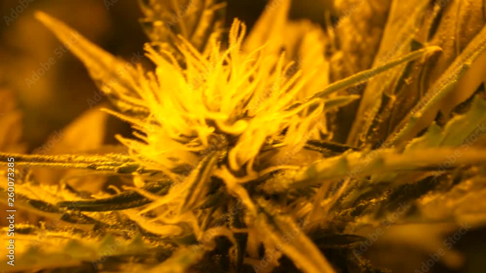 Cannabis, marijuana indoor grow, flower season with big buds Cannabis, marijuana indoor grow, flower season with big buds