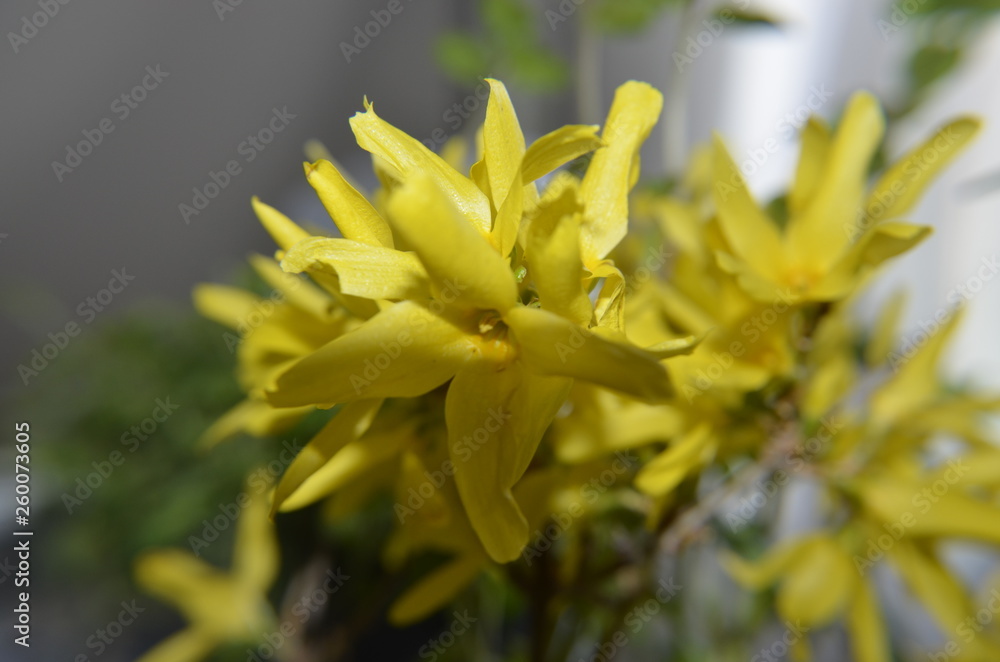 Obraz premium forsythia