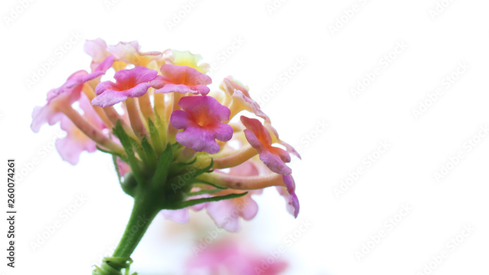 Naklejka premium pink lantana camara flower isolated on white background