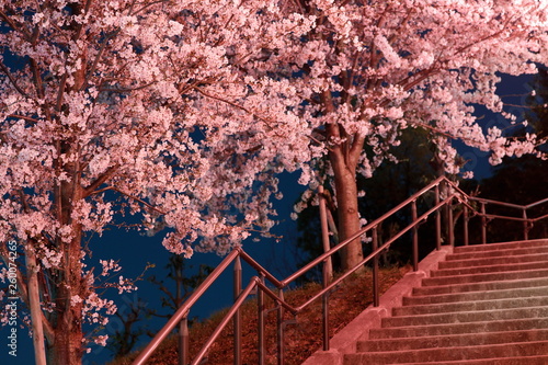 Fototapeta Naklejka Na Ścianę i Meble -  夜桜