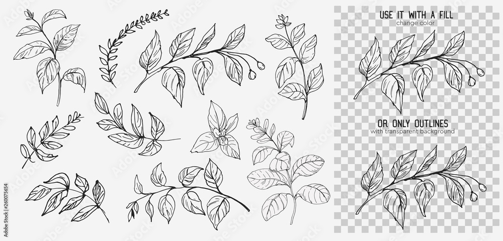 Fototapeta premium Leaves set. Hand drawn decorative elements. Vector illustration