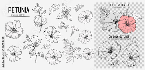 Set of petunoa flowers. Hand drawn illustration converted to vector. Isolated photo