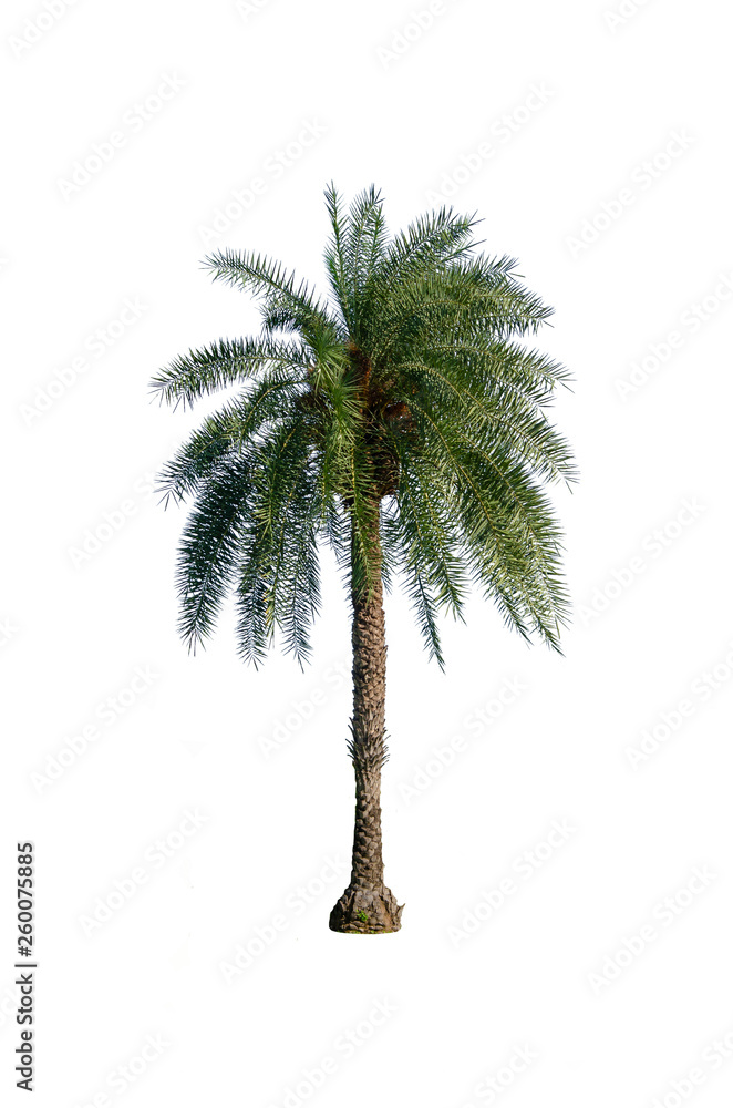 one palm tree isolated on white background with clipping path for nature decoration design. one palm tree isolated on white background with clipping path for nature decoration design.