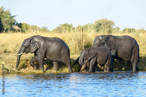 Elefantenfamilie