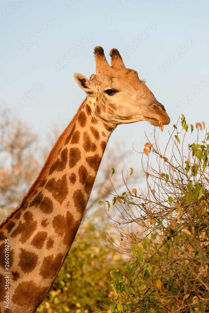 Fototapeta premium Giraffe