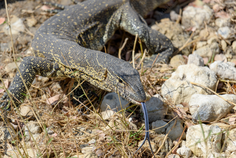 Naklejka premium Eidechse