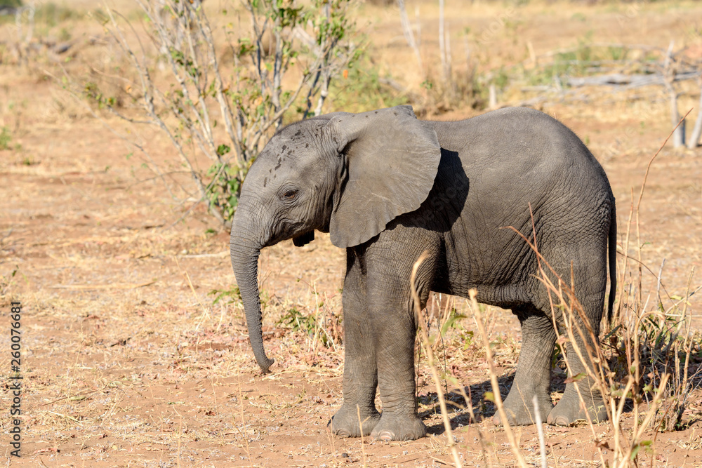 Obraz premium Elefant