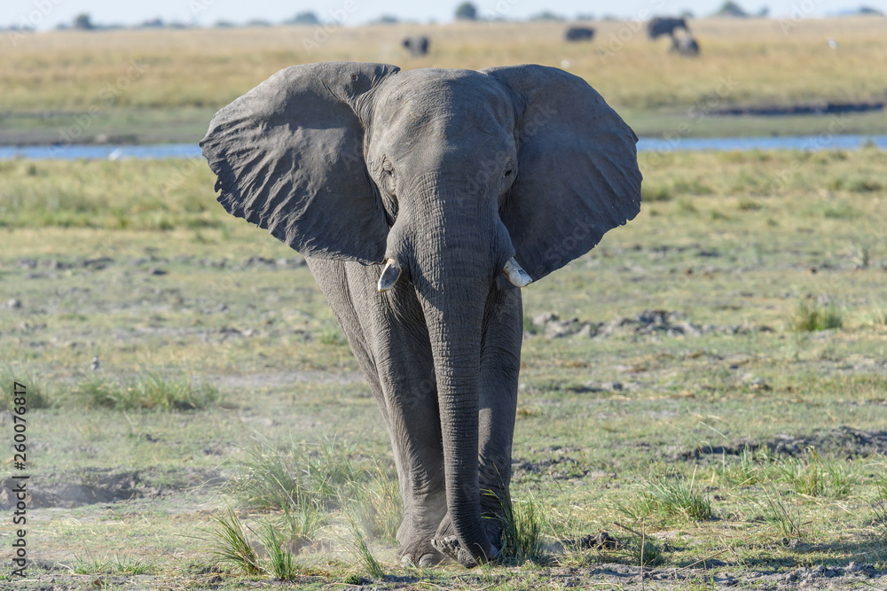 Obraz premium Elefant