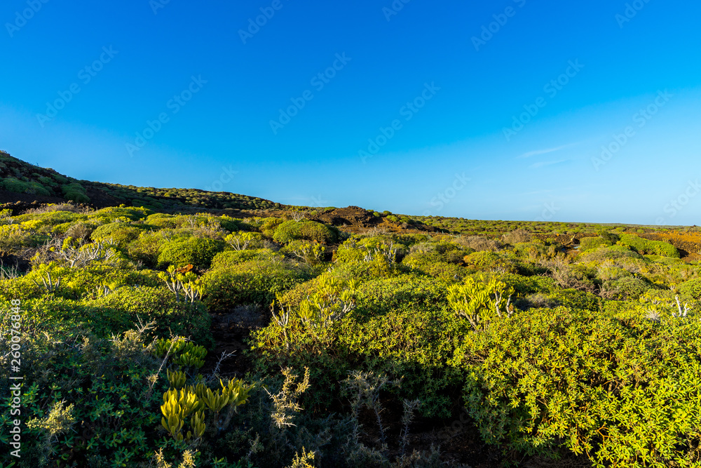 Spain, Lanzarote, Green plants covering endless nature landscape of lava fields near orzola Spain, Lanzarote, Green plants covering endless nature landscape of lava fields near orzola
