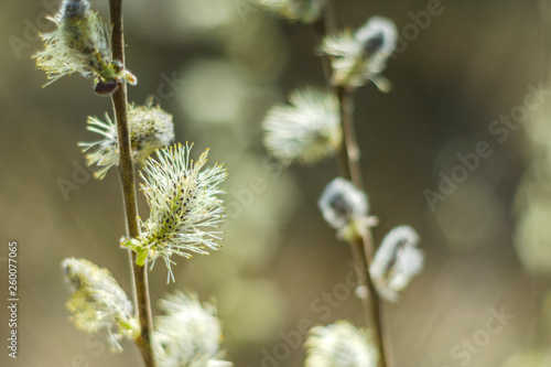 closeup of delicate catkins in the springtime