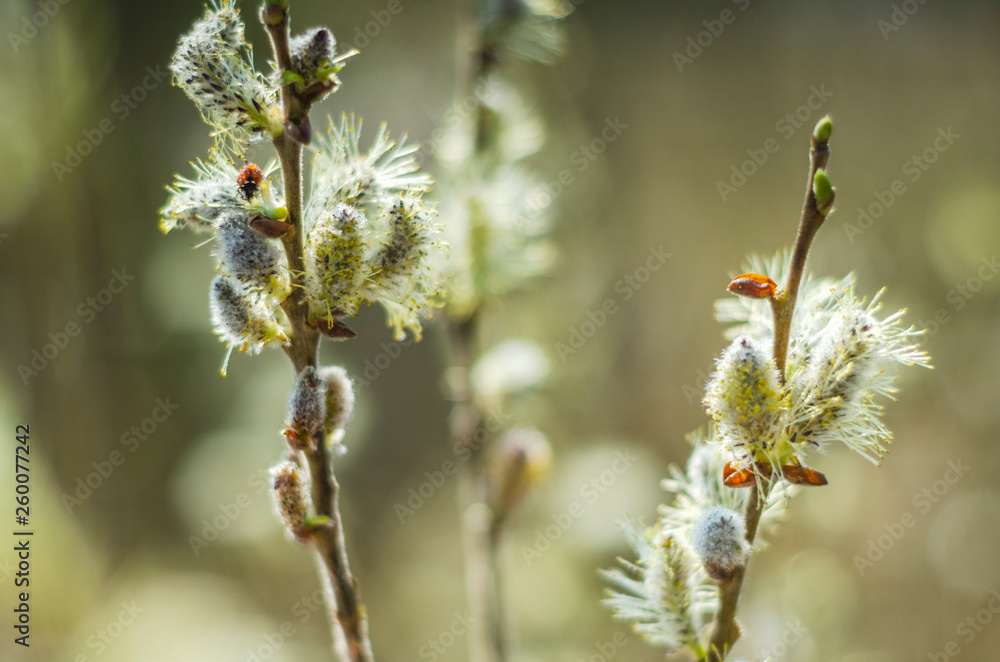 closeup of delicate catkins in the springtime closeup of delicate catkins in the springtime