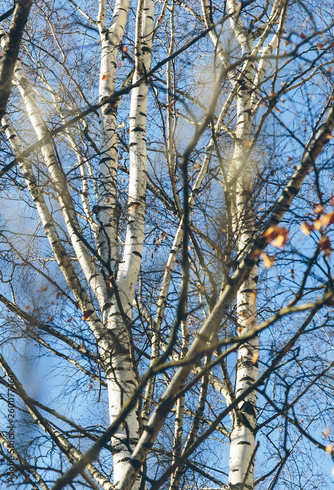 birch in spring in the park in spring birch in spring in the park in spring