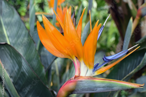 Colorful flower of Strelitzia reginae, also known as the crane flower or bird of paradise. 
