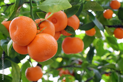 Ripe mandarin oranges (Citrus reticulata) in tree. Delicious fruits with foliage. Copy space for text.