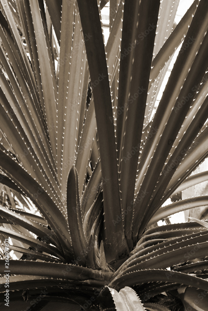 Nice monochrome image of succulent plant. Nice monochrome image of succulent plant.