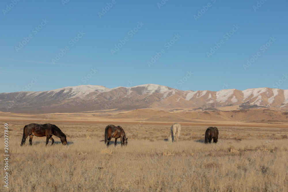 Wild Horses in Utah in WEinter