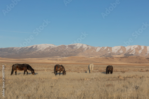 Wild Horses in Utah in WEinter