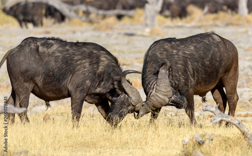 Fototapeta premium Büffel