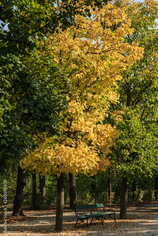 Naklejka premium Autumn day in the Park. Bench under a tree with bright yellow foliage.