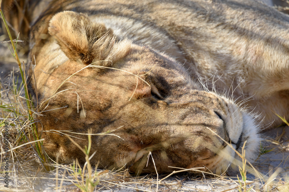 Naklejka premium Löwin