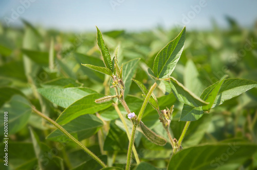 Flowers on soy plant. Young flowering plants of soybeans on the field against the background of the blue sky.