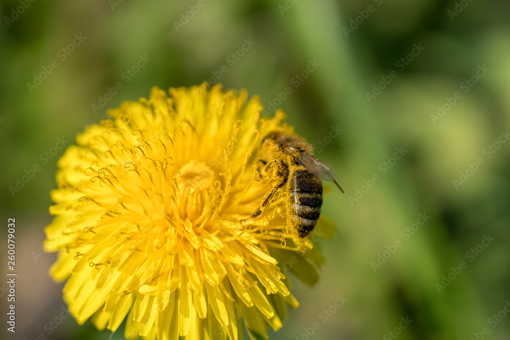 Honey bee collecting pollen on a dandelion
