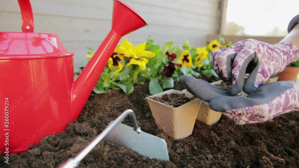 Gardeners hands planting flowers in pot with dirt or soil. Gardening concept Gardeners hands planting flowers in pot with dirt or soil. Gardening concept