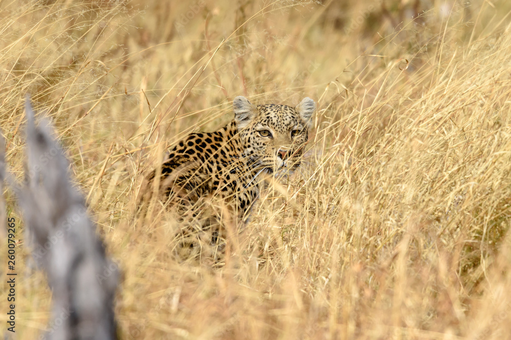 Naklejka premium Leopard