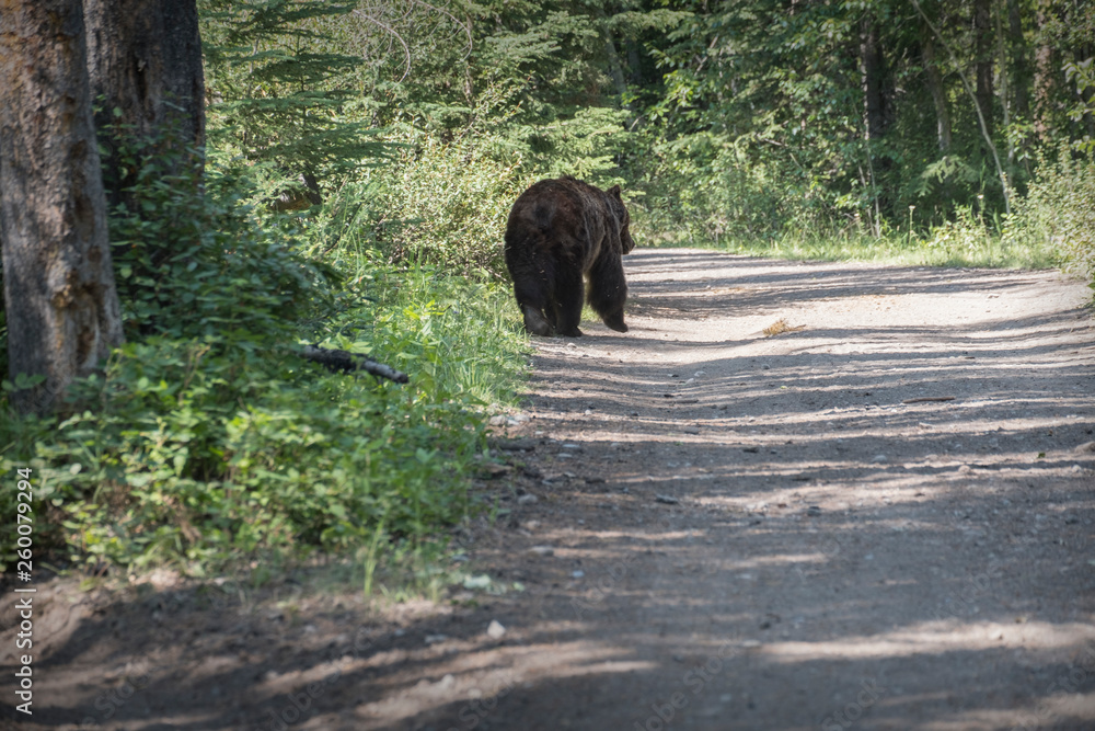 Grizzly bear Grizzly bear