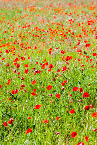 meadow with poppies, Provence, France