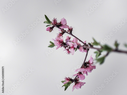 Blossom pink cherry on white background. Copy space.