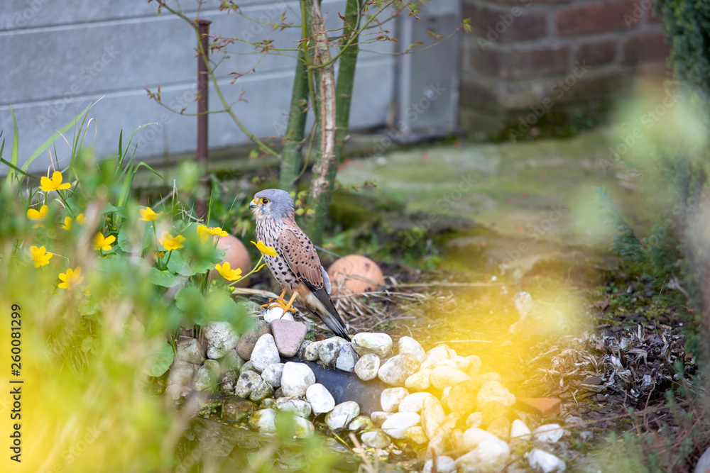 Obraz premium Turmfalke im Garten