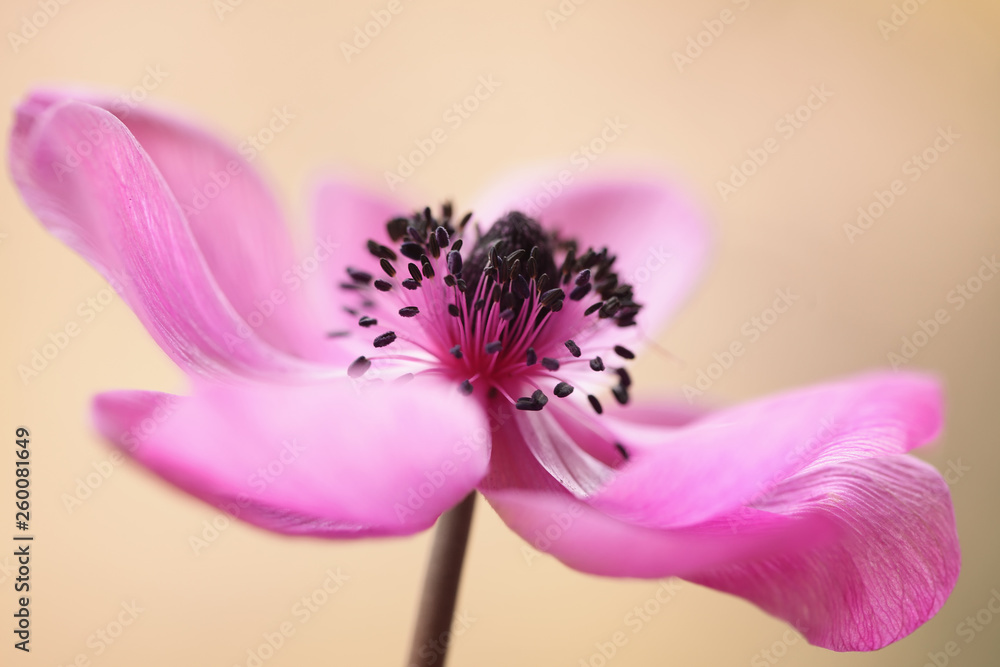 Różowy zawilec -Anemony - obrazy, fototapety, plakaty 