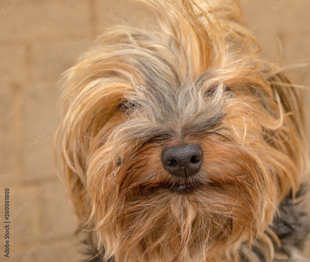 Close cropped portrait of a pet dog image with copy space in landscape format