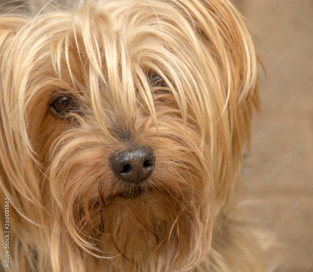 Close cropped portrait of a pet dog image with copy space in landscape format Close cropped portrait of a pet dog image with copy space in landscape format