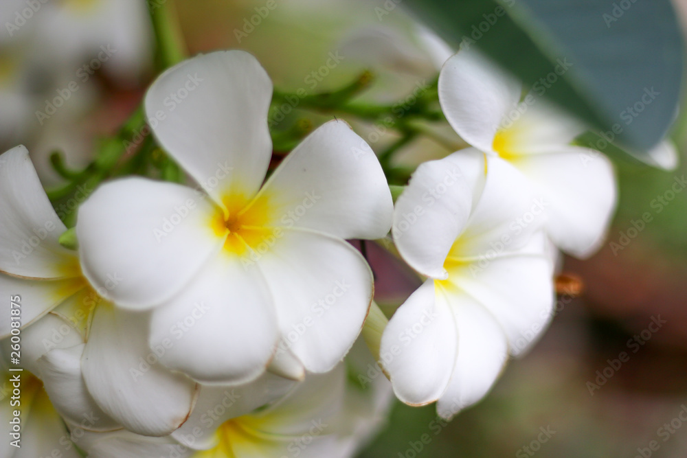 Obraz premium white frangipani flowers