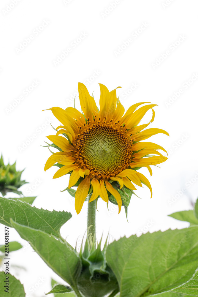 Fototapeta premium sunflower and bee