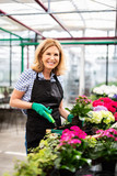 Nett lachende Frau arbeitet im Blumenladen 