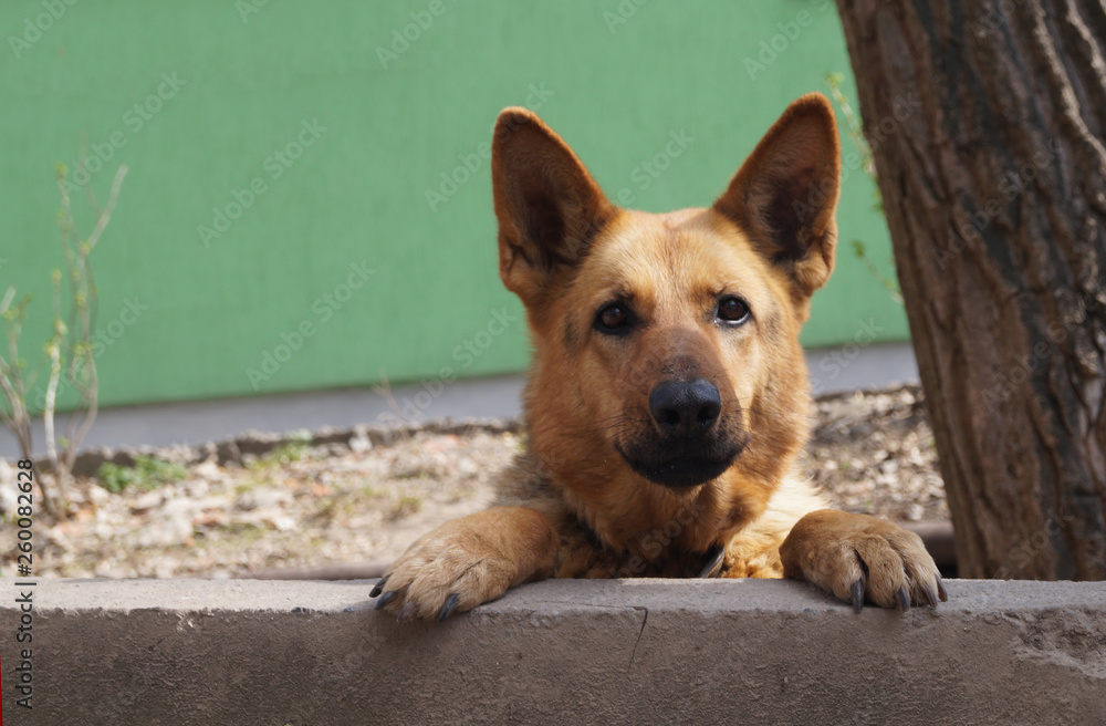Guard dog protect private territory.