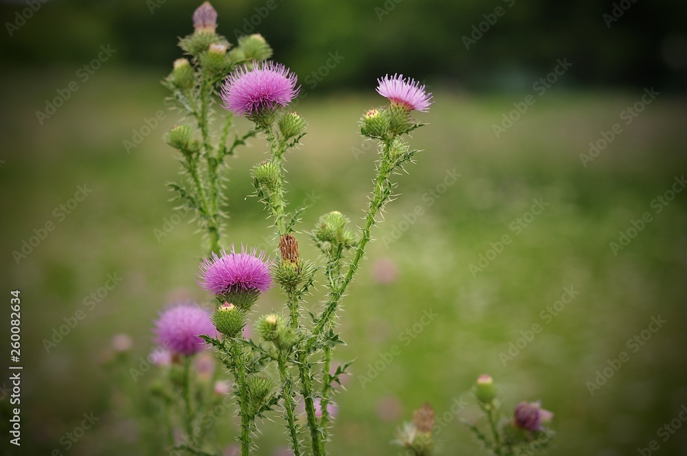 Wild flowers Wild flowers