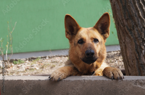 Obraz na płótnie Guard dog protect private territory. w salonie