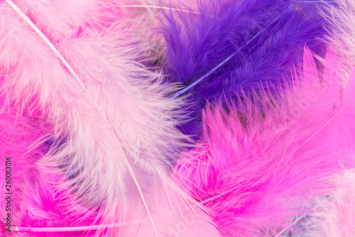 background of feathers in pink and purple