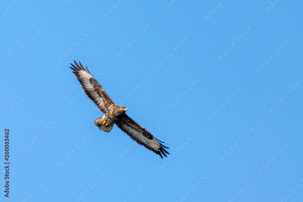 Common buzzard (Buteo buteo) bird of prey in flight against clear blue skies Common buzzard (Buteo buteo) bird of prey in flight against clear blue skies