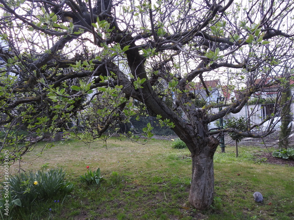 Fototapeta premium Apfelbaum im Frühling