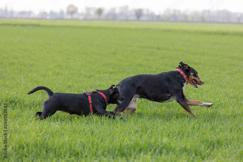 Appenzeller Mountain dog run with a Labrador mix puppy outdoors Appenzeller Mountain dog run with a Labrador mix puppy outdoors