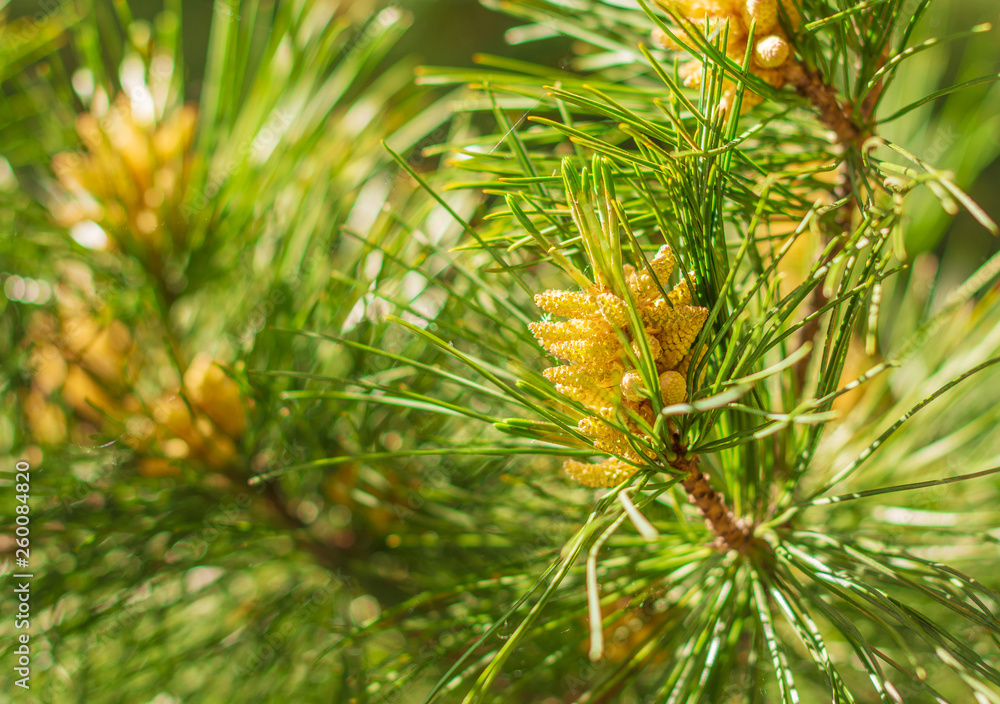Larch cone and branches. Coniferous essential oil is used for medicinal purposes Larch cone and branches. Coniferous essential oil is used for medicinal purposes