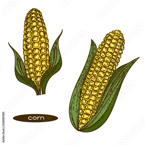 Vector hand drawn of color corns on white background.