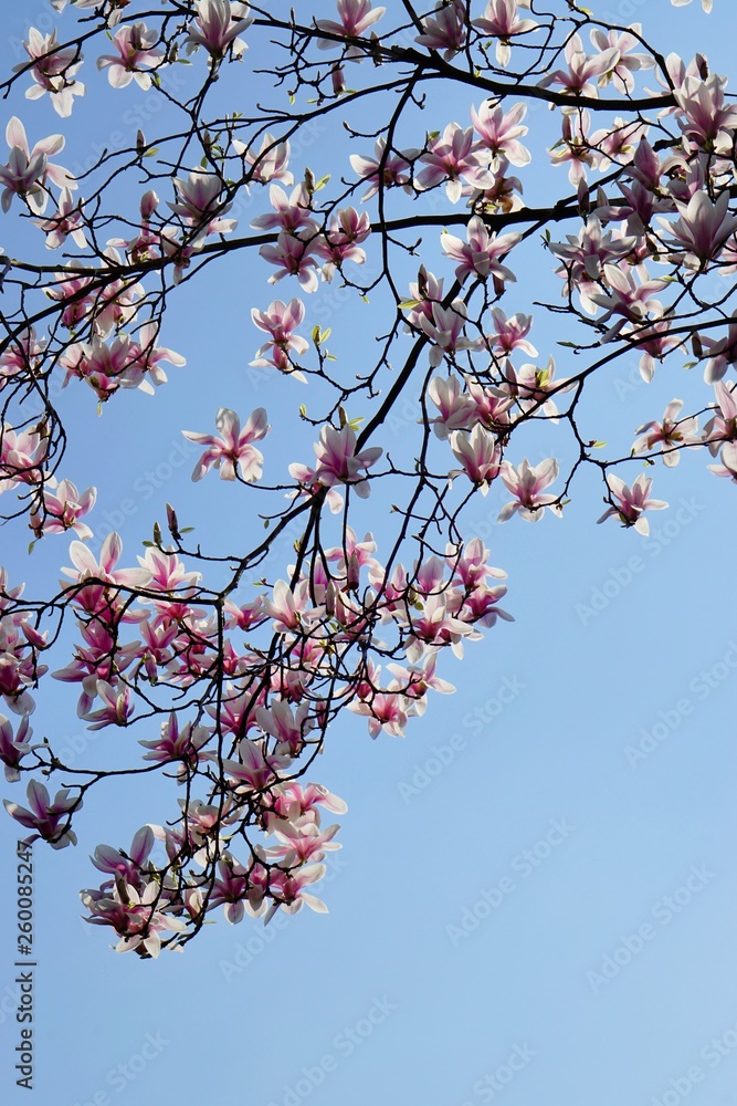 Magnolien im Frühling in Deutschland | Blütenzauber Magnolien im Frühling in Deutschland | Blütenzauber